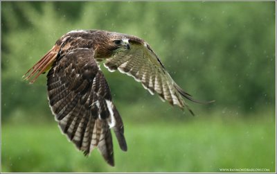 Red-tailed Hawk in Flight   (captive)