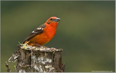 Flame Coloured Tanager 