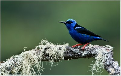 Red-legged Honey Creeper