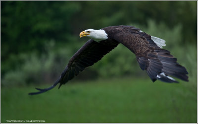 Bald Eagle in Flight    (captive)