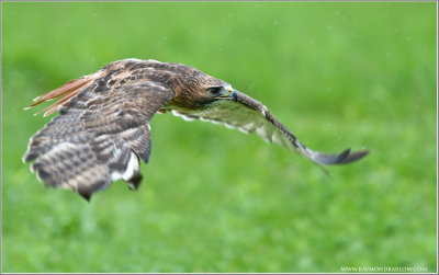 Red-tailed Hawk in Flight   (captive)