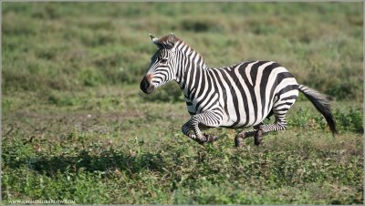 Zebra on the Run