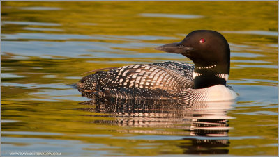 Bobcaygeon Loon