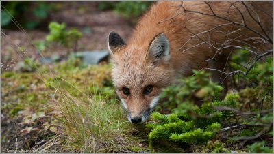  Newfoundland Red Fox