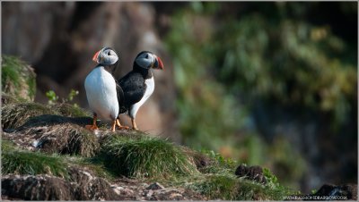 Atlantic Puffin