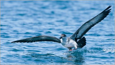 Greater Shearwater on the Run