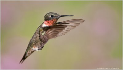 Ruby-throated Hummingbird in flight