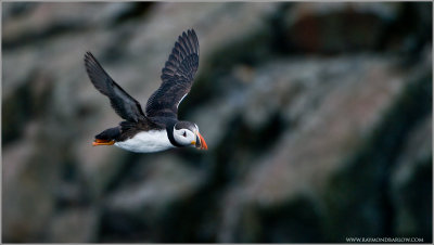 Puffin in Flight