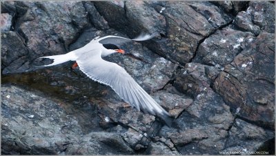 Tern with Catch
