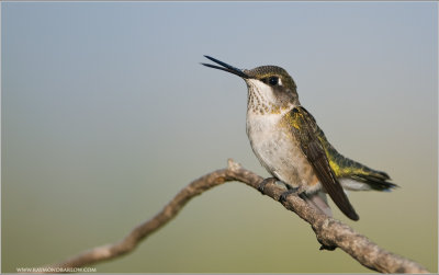 Hummingbird Singing