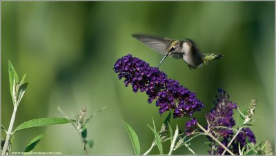 Ruby-throated Hummingbird Feeding