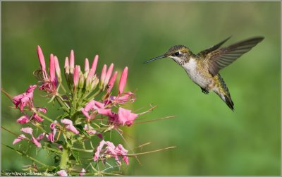  Ruby-throated Hummingbird in Flight