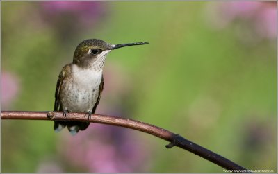  Ruby-throated Hummingbird Perched