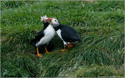 Puffins Kissing