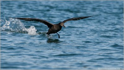 Sooty Shearwater ready for a Dive!