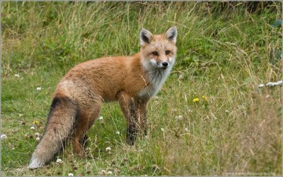 Newfoundland Red Fox 