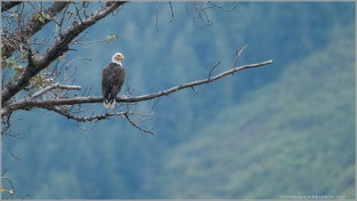  Bella Coola Bald Eagle