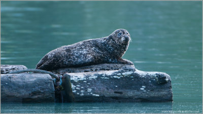 Pacific Harbour Seal 