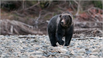 Bella Coola Grizzly