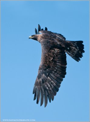 Golden Eagle in Flight  (captive)