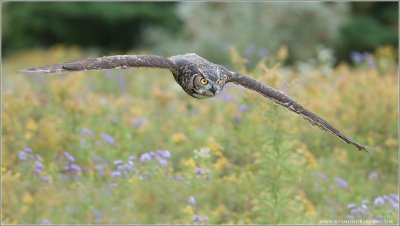 Great Horned Owl in Flight (Captive)