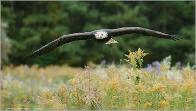 Bald Eagle in Flight (captive)