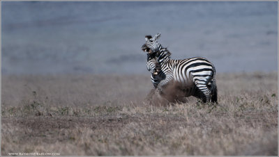 Zebra in Battle
