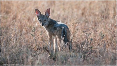 Tanzania's Jackal