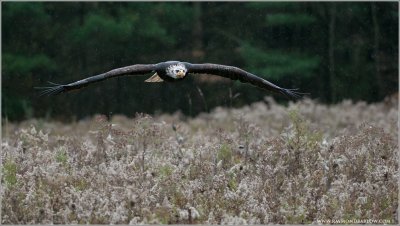 Bald Eagle in Flight (captive)