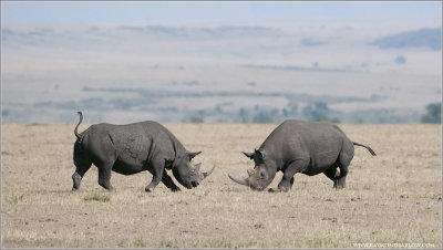 Black Rhinos in Battle