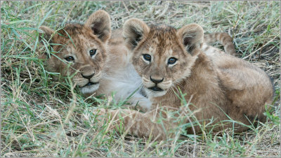 Lion Cubs in Tanzania's Serengeti