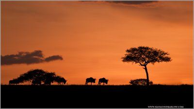 Tanzania Sunset