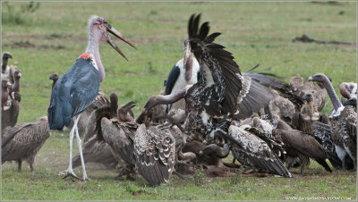  Vultures and Marabou Storks