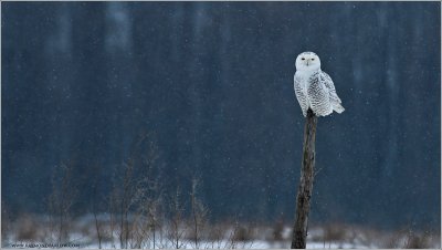 Snowy Owl