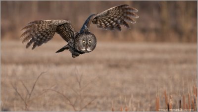 Great Gray Owl in Flight