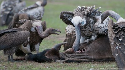 Vultures on a Kill