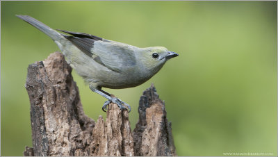 Palm Tanager 