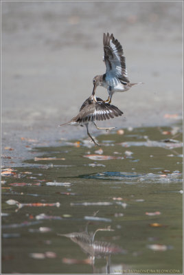 Spotted Sandpipers 