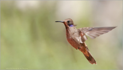 Brown Violet-ear Hummingbird in Flight 