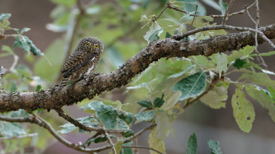 Collared Owlet - India