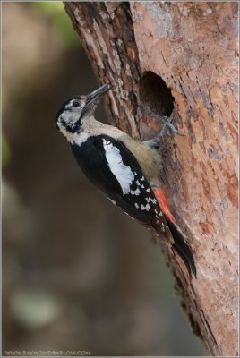 Himalayan Woodpecker - India