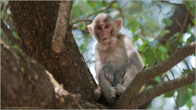 Rhesus macaque - India