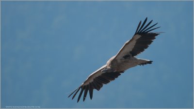 Griffon Vulture - India