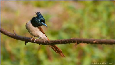 Asian Paradise Flycatcher