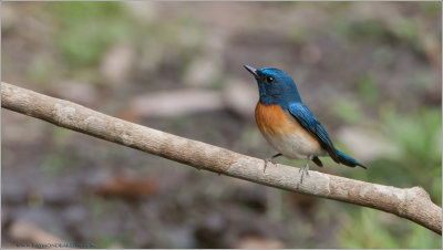 Blue-throated Flycatcher - India