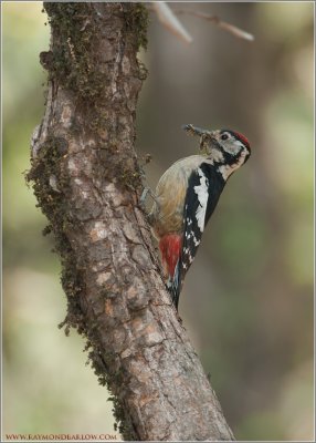Himalayan Woodpecker - India