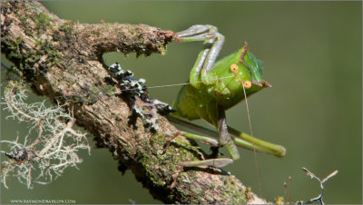 Costa Rica Bug 