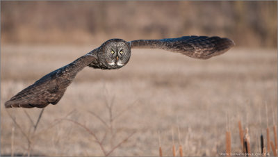Great Gray Owl in Flight (re-edit)