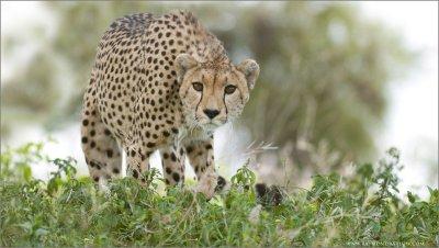 Cheetah in the North Serengeti, Tanzania (re-edit)