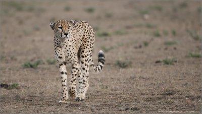 Cheetah in the North Serengeti, Tanzania